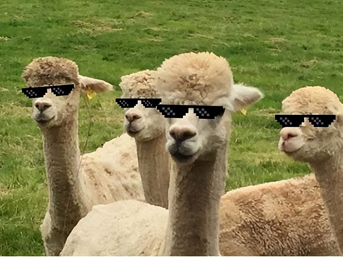 羊驼才是最狠的动物！一口咬掉对手的蛋，从“根”上解决情敌！