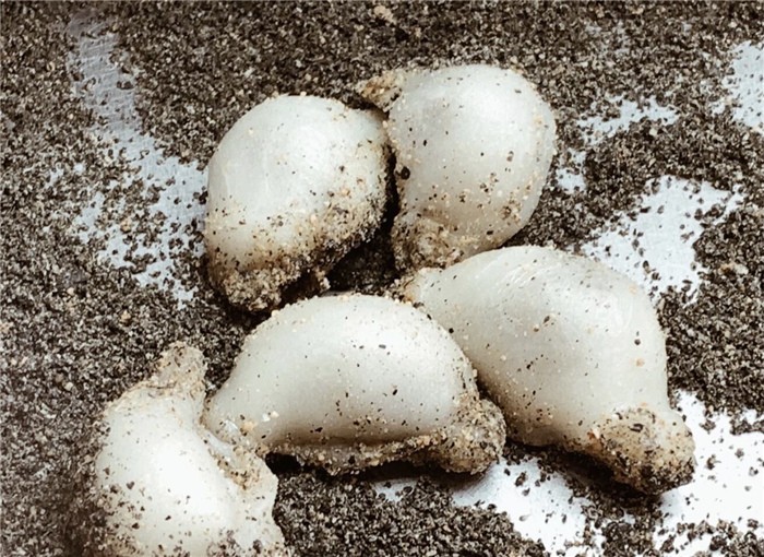 厦门特产有哪些值得带回去送人,厦门旅游必带的特产