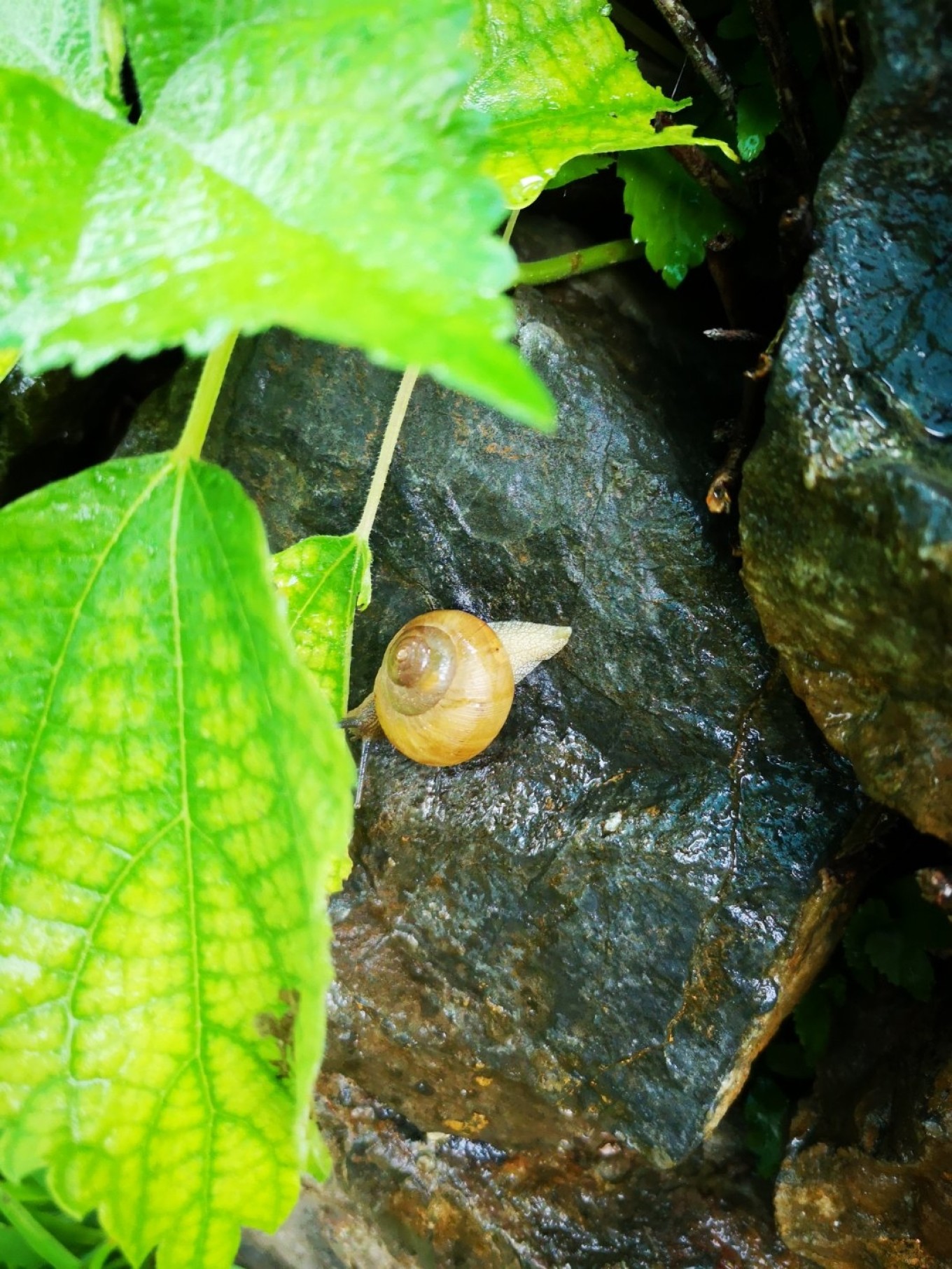 暑期档2019年,2019年暑期档