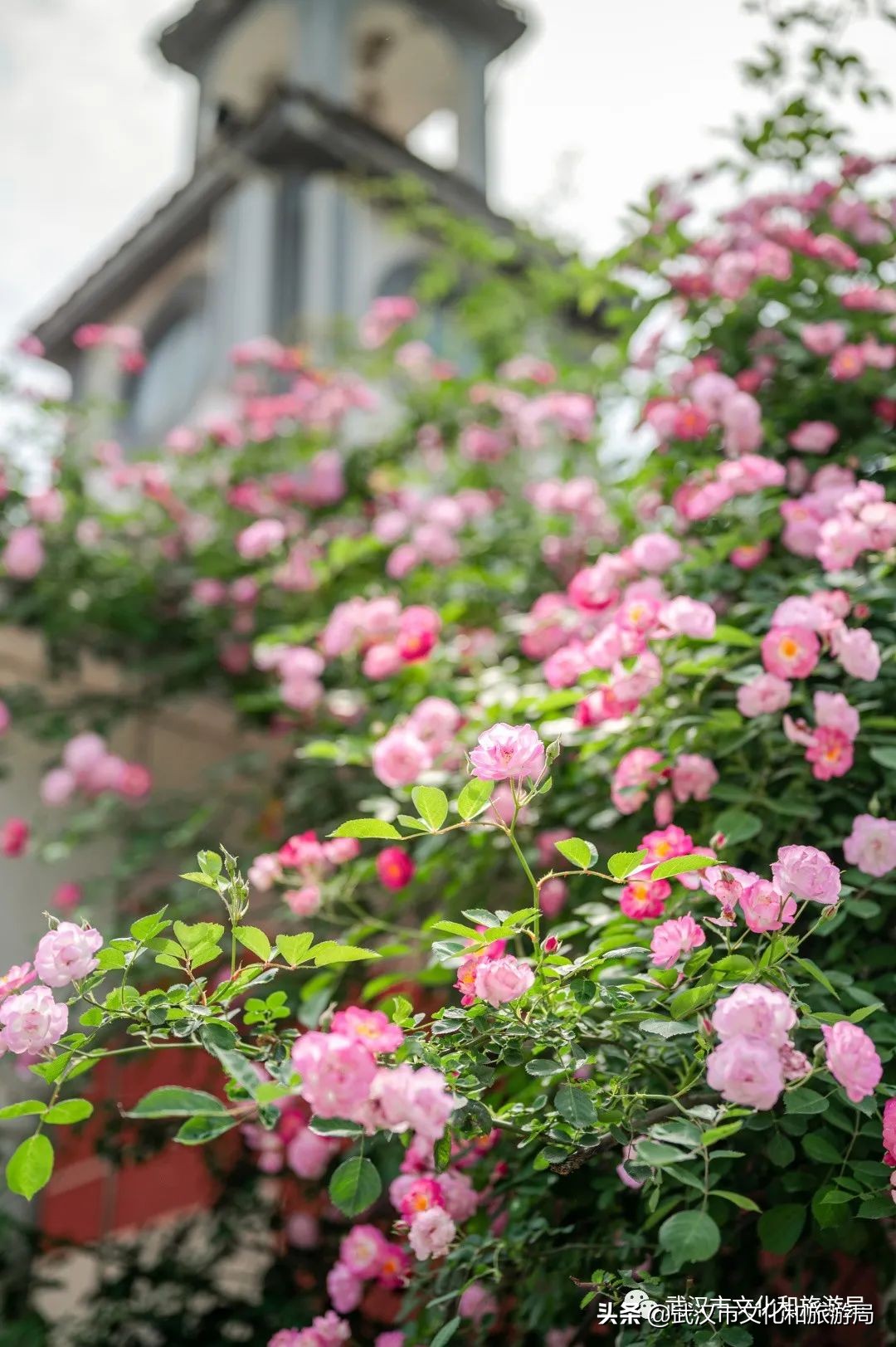武汉的浪漫鲜花占一半,武汉的樱花开满了全城