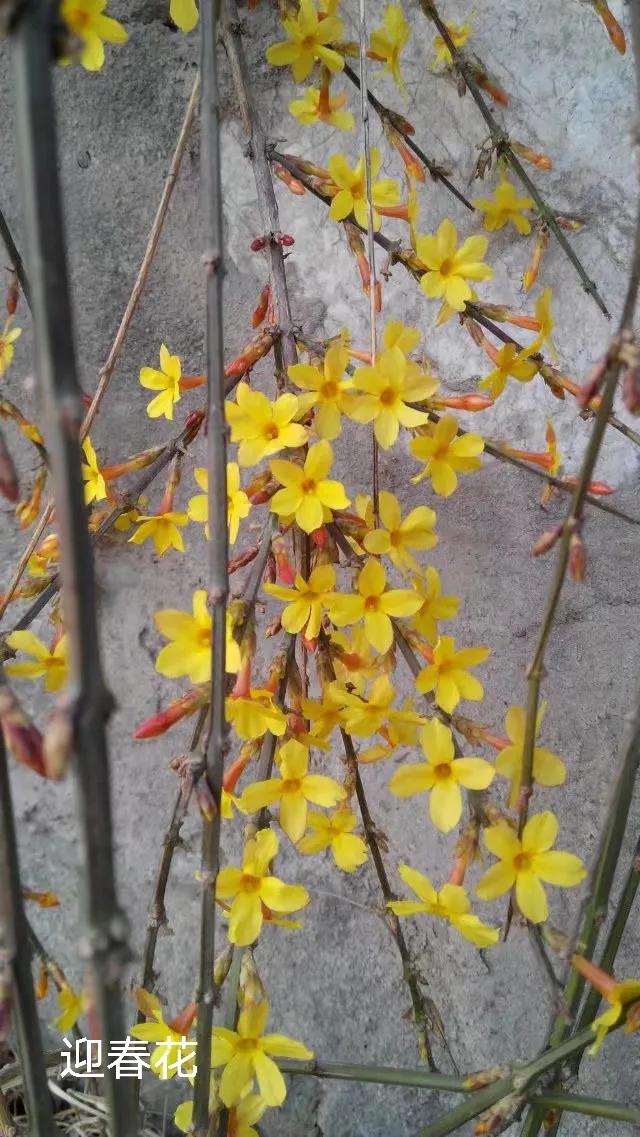 100种花草图片欣赏,50种花草图片大全