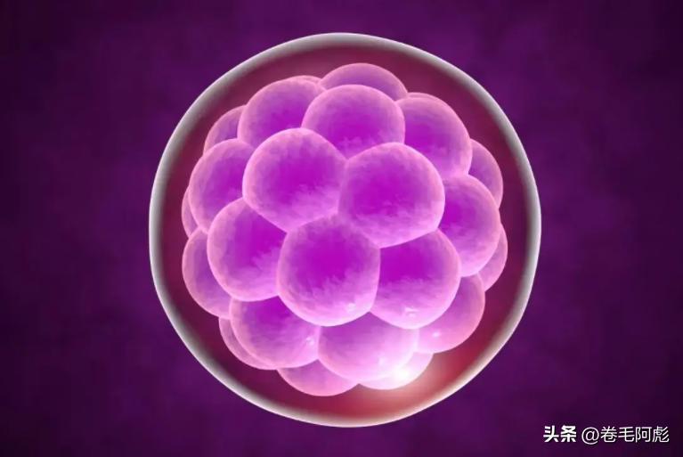 两亿精子和卵细胞,最优秀的精子才会和卵子结合吗