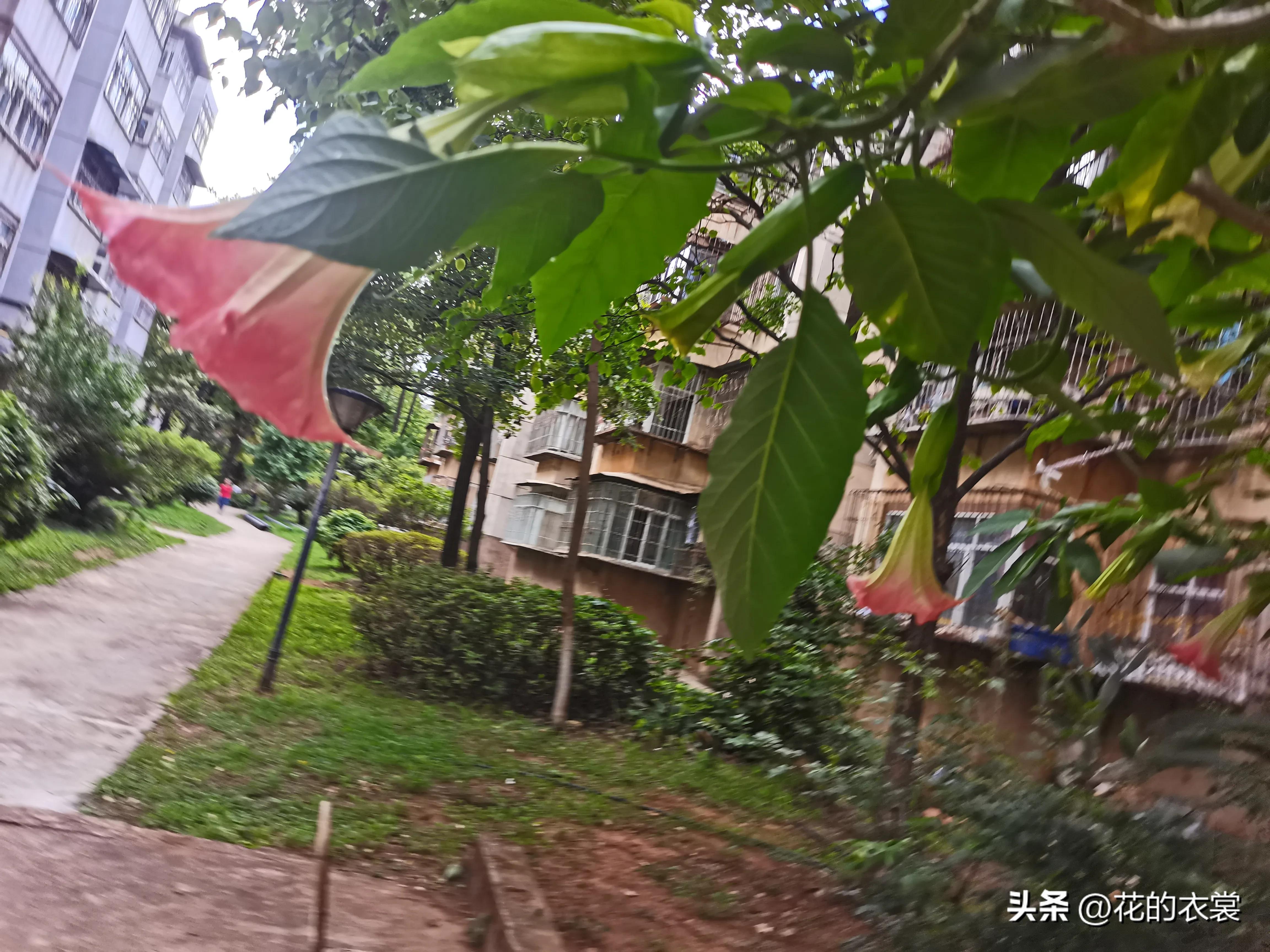 曼陀罗的果实是哪样的,曼陀罗的果子像什么样