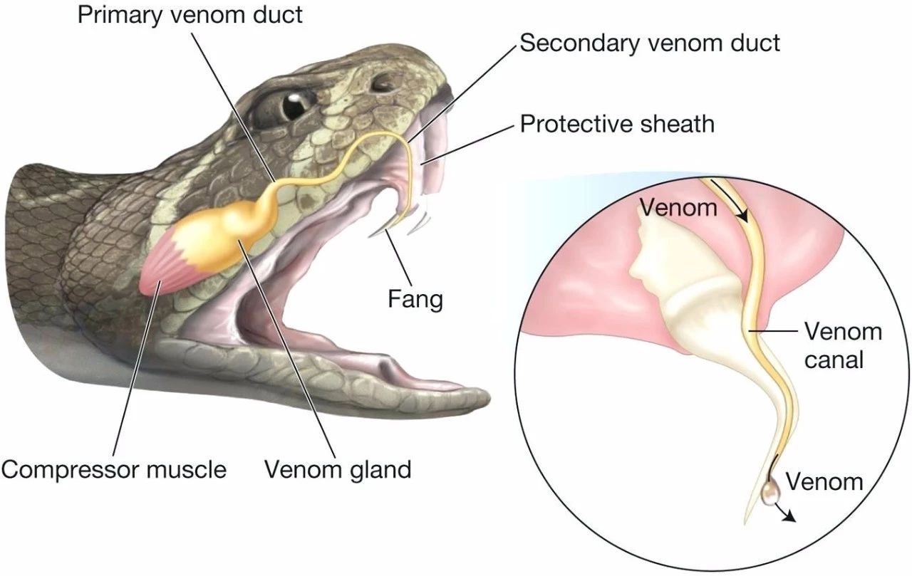 巨大眼镜王蛇被蛇獴杀死,泰国蛇王被咬死