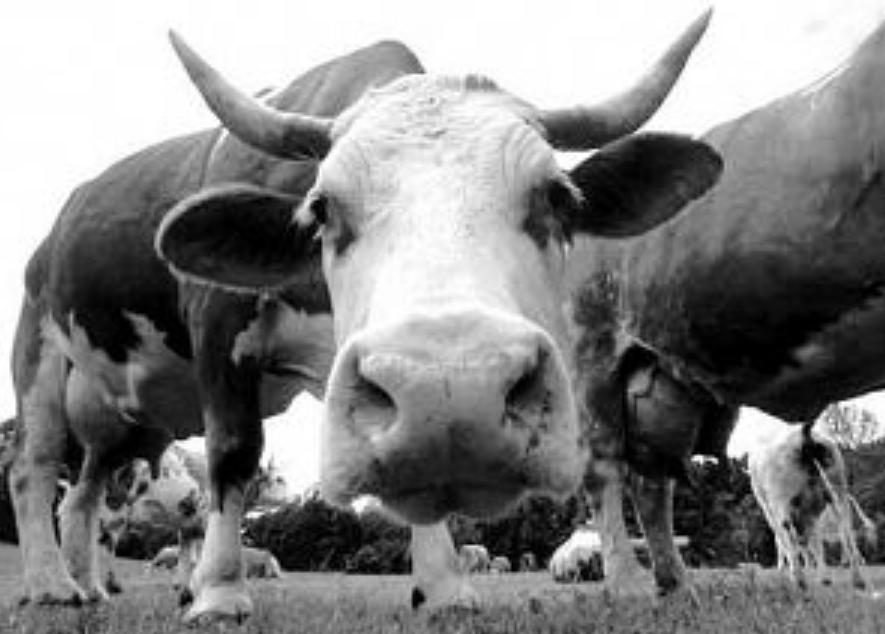 最可怕的朊病毒是什么,世界上最可怕的朊病毒