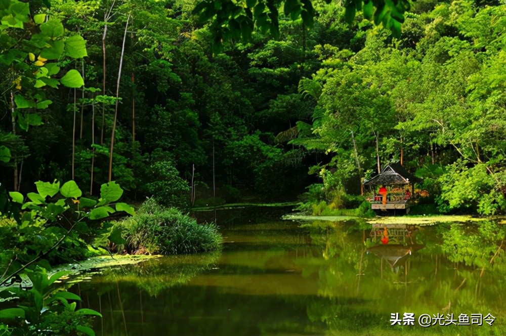 班纳吸血毯,西双版纳吸血毯真实事件