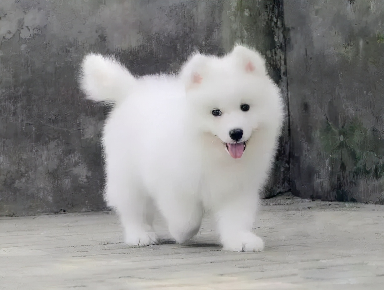 狗狗指甲硬怎么修复,狗狗不听话剪指甲一招教你搞定它