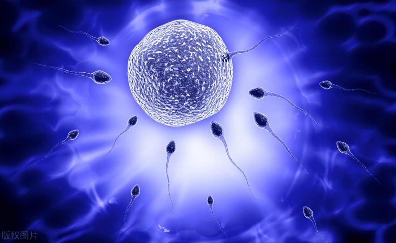 同房后，“小蝌蚪”在女性体内能活多久？5种方法能延长存活时间