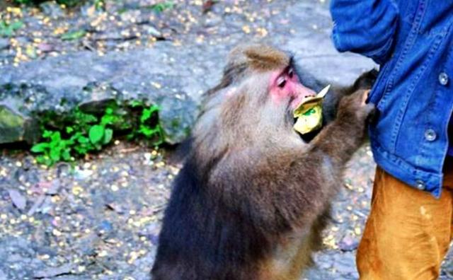 猴王被击毙猴子下跪,猴王被击毙所有猴子一哄而散