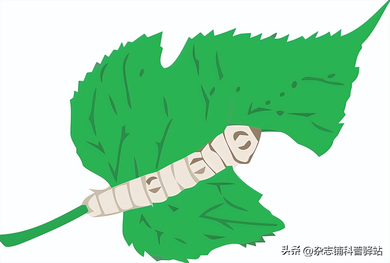 蚕宝宝变形记手抄报,蚕宝宝变形记记录表