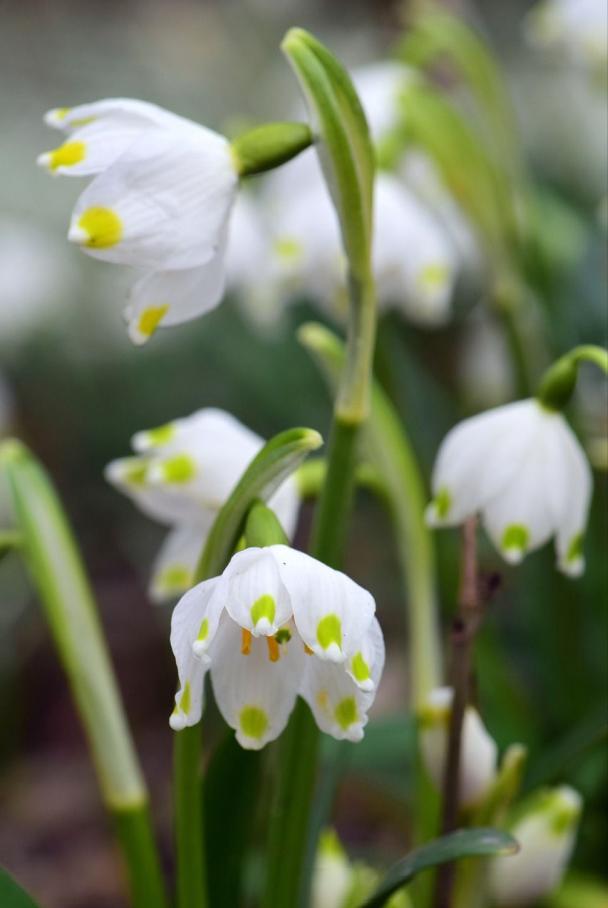 每日一花12.19：雪片莲：新生