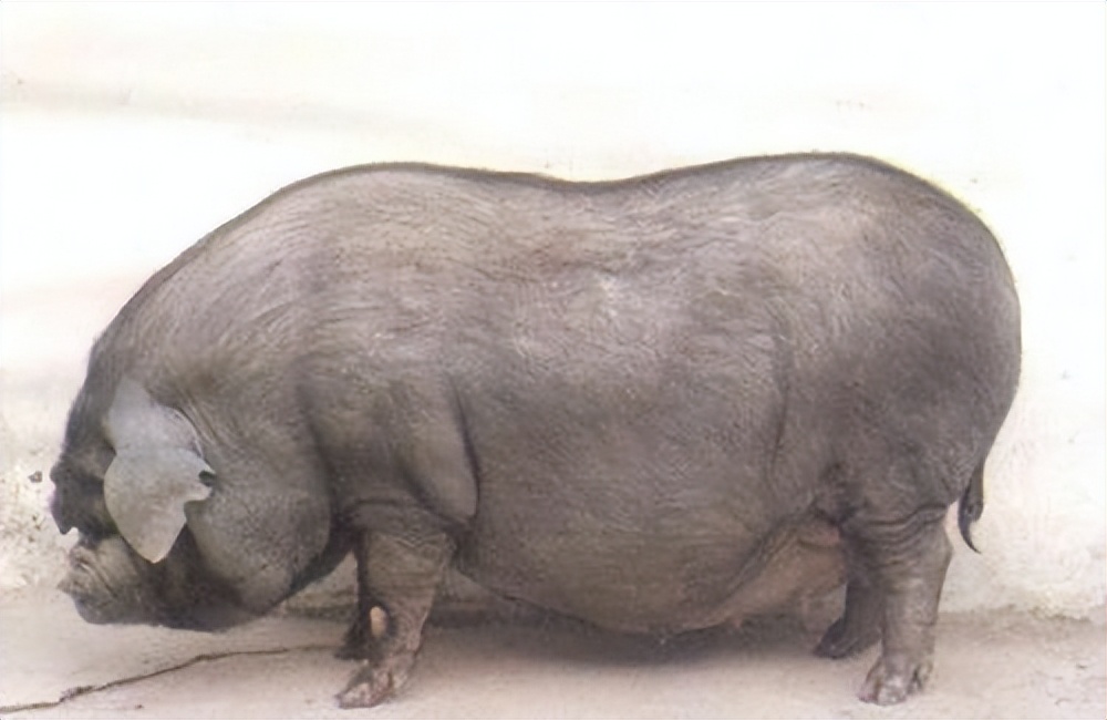 洋猪入侵:从千年养猪大国,到中华猪濒临灭绝,中国土猪怎么了?