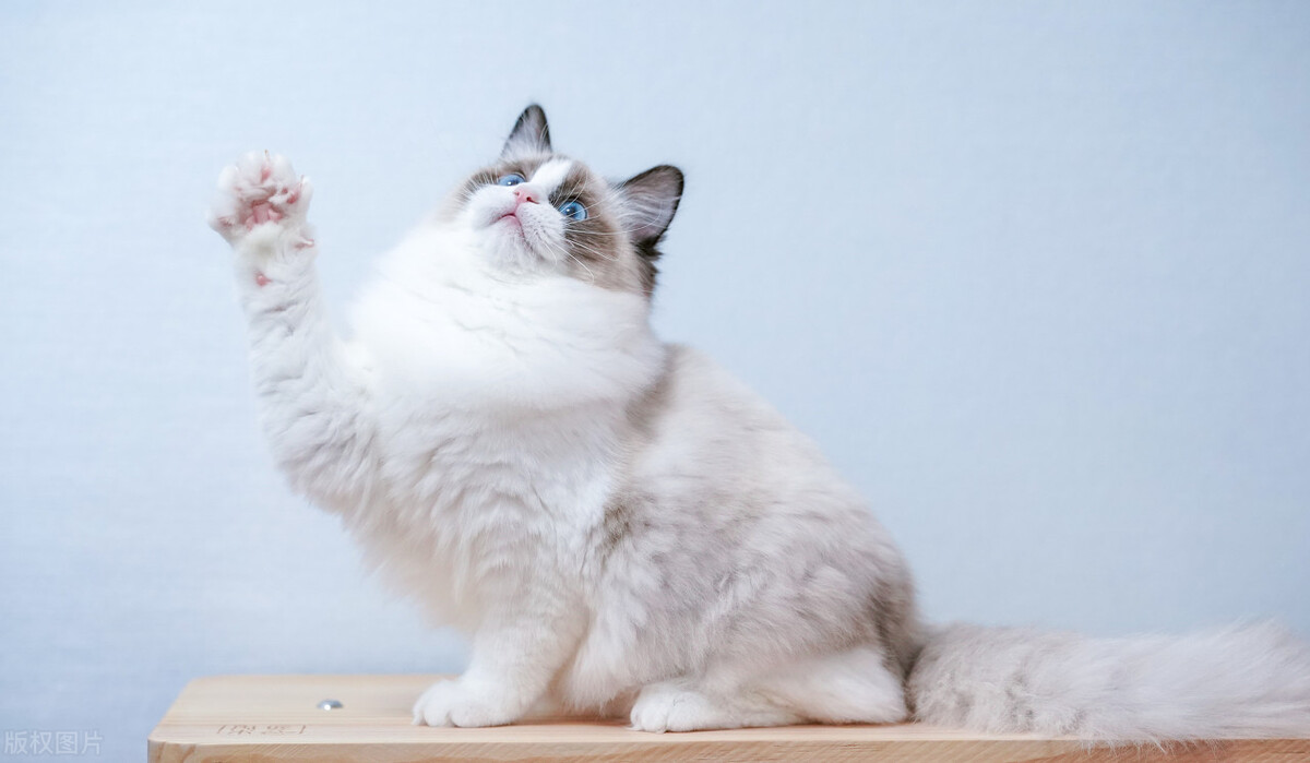 暹罗猫和布偶猫怎么区分,暹罗猫跟布偶猫有什么区别