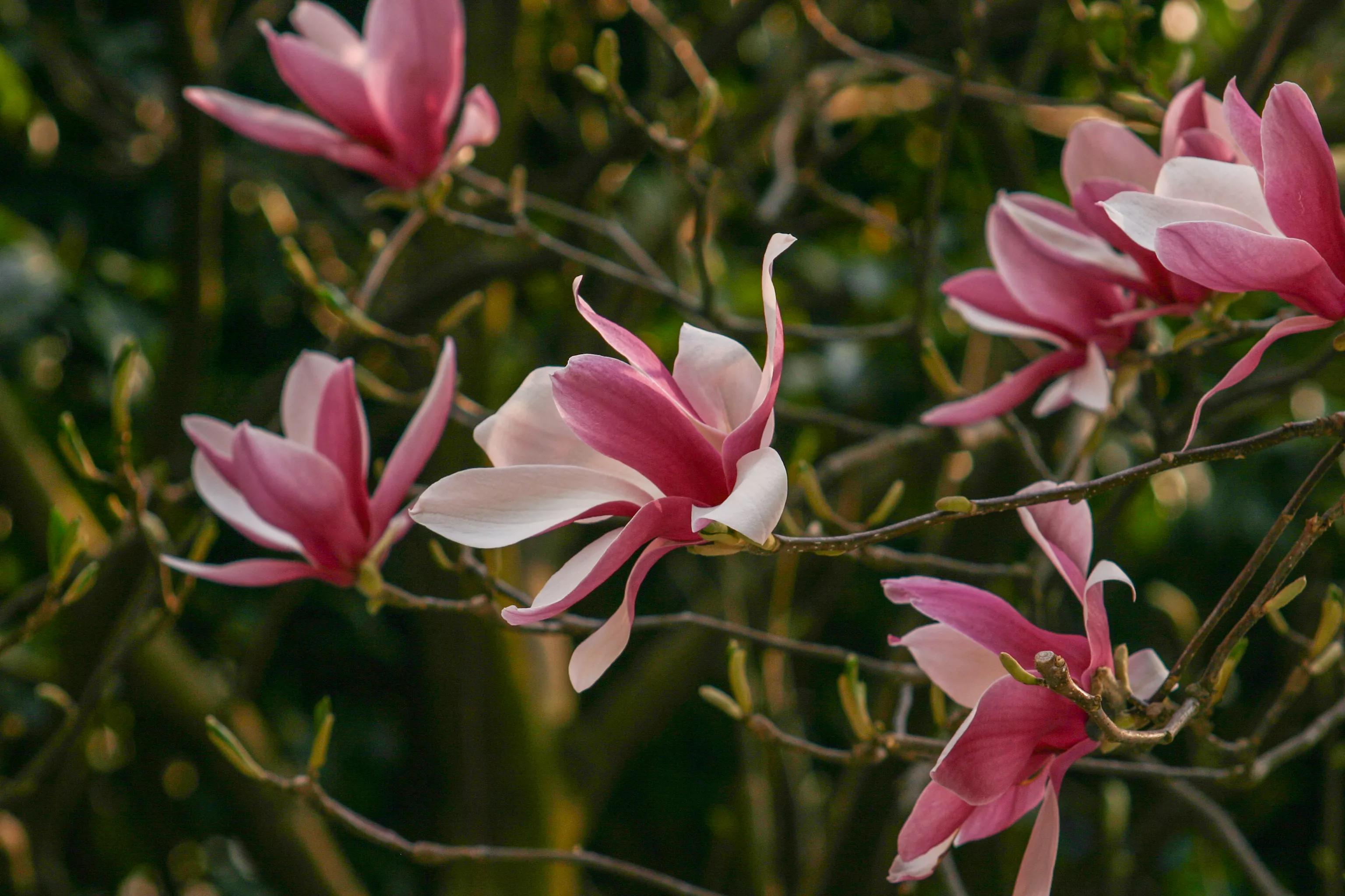 佳能入门机器能拍出好照片,佳能300d入门级
