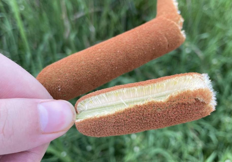 香肠草功效与作用,香肠草能治什么病