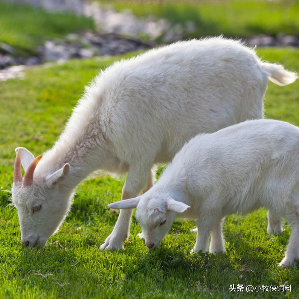 羊流口水是什么病该怎么治,羊流口水是什么问题