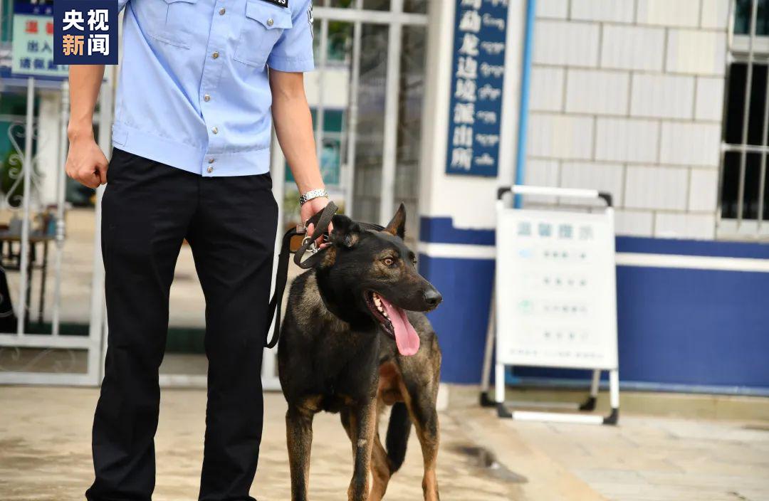 功勋犬天狼,功勋犬挑战不可能