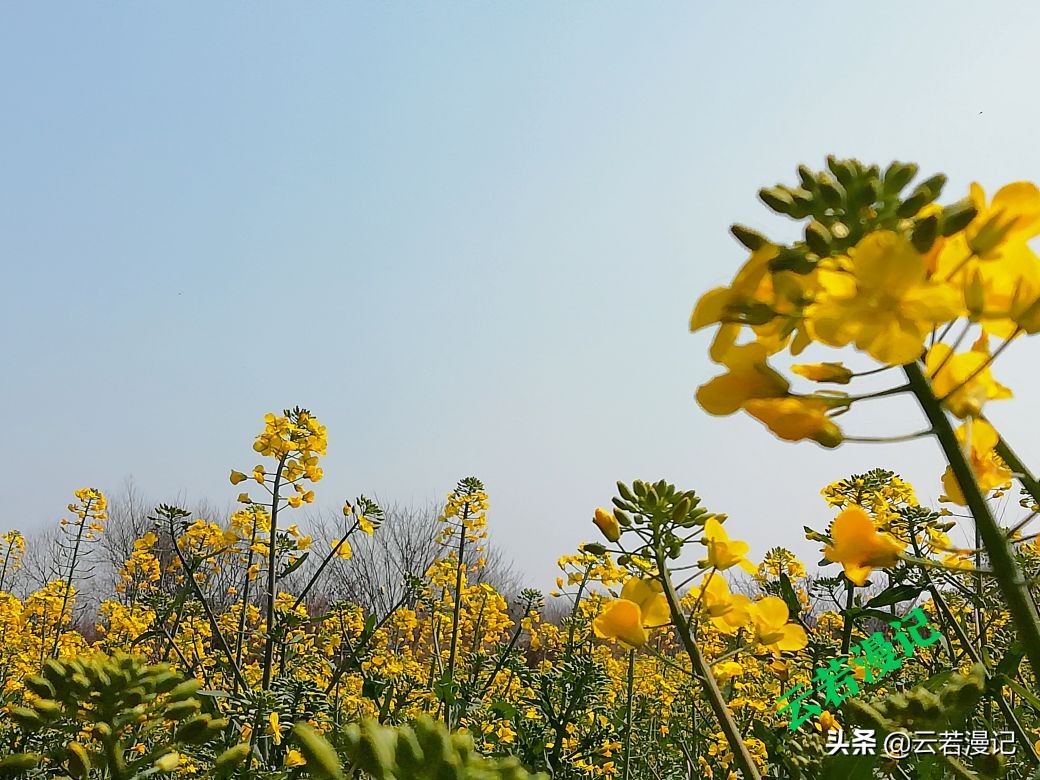 田园春色原创,春天田园春色