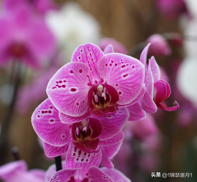 落英缤纷头条文章,落英缤纷芳草鲜美