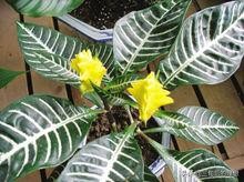 斑马绿植适合客厅的图,斑马花绿植