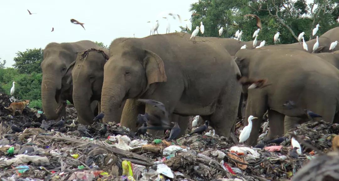 100多头大象死亡,200头大象死亡