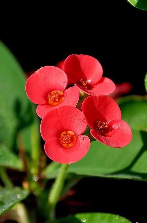 虎刺梅开花像海棠一样红,虎刺红梅花