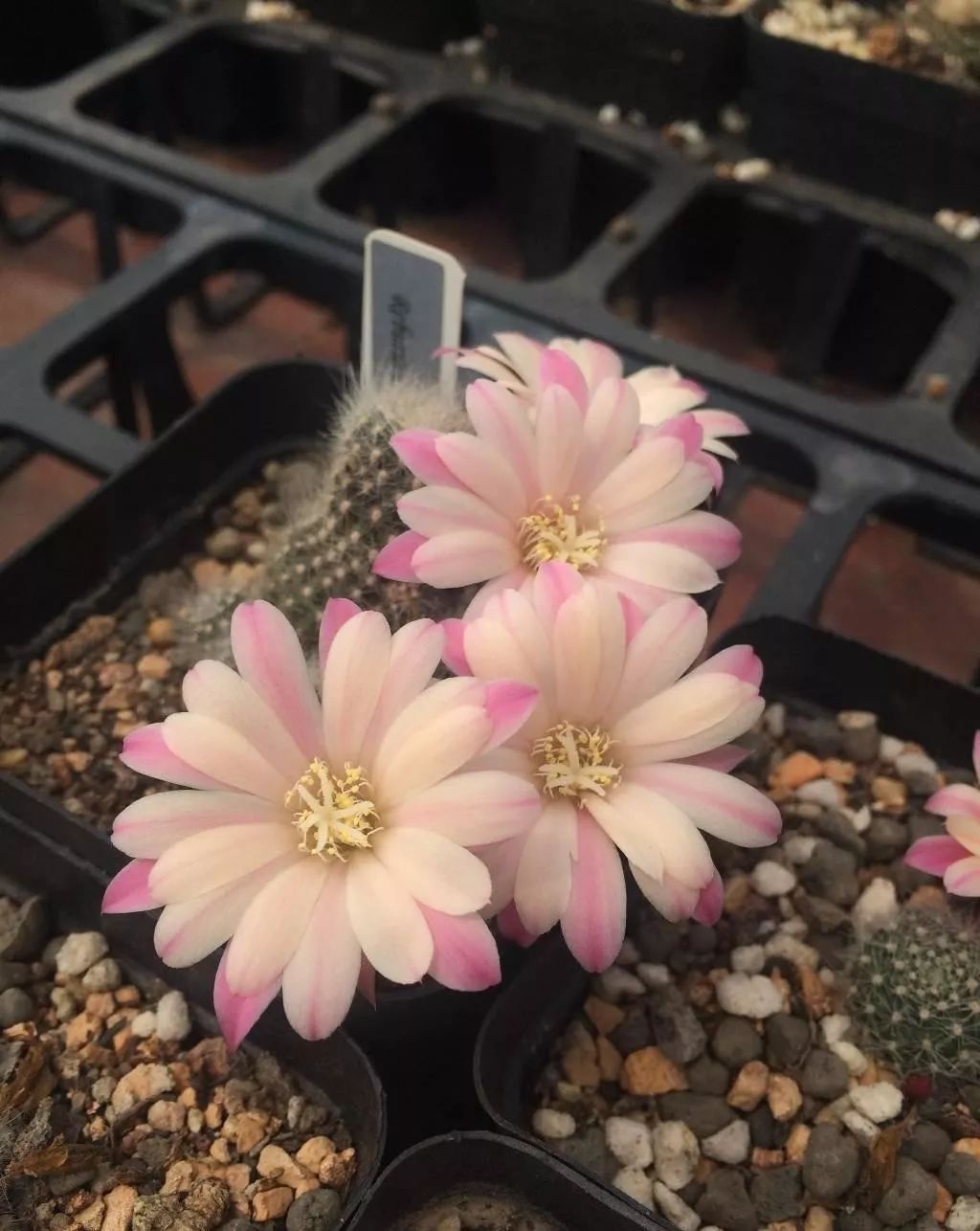 200种·仙人球开花图鉴，大开眼界，美到爆