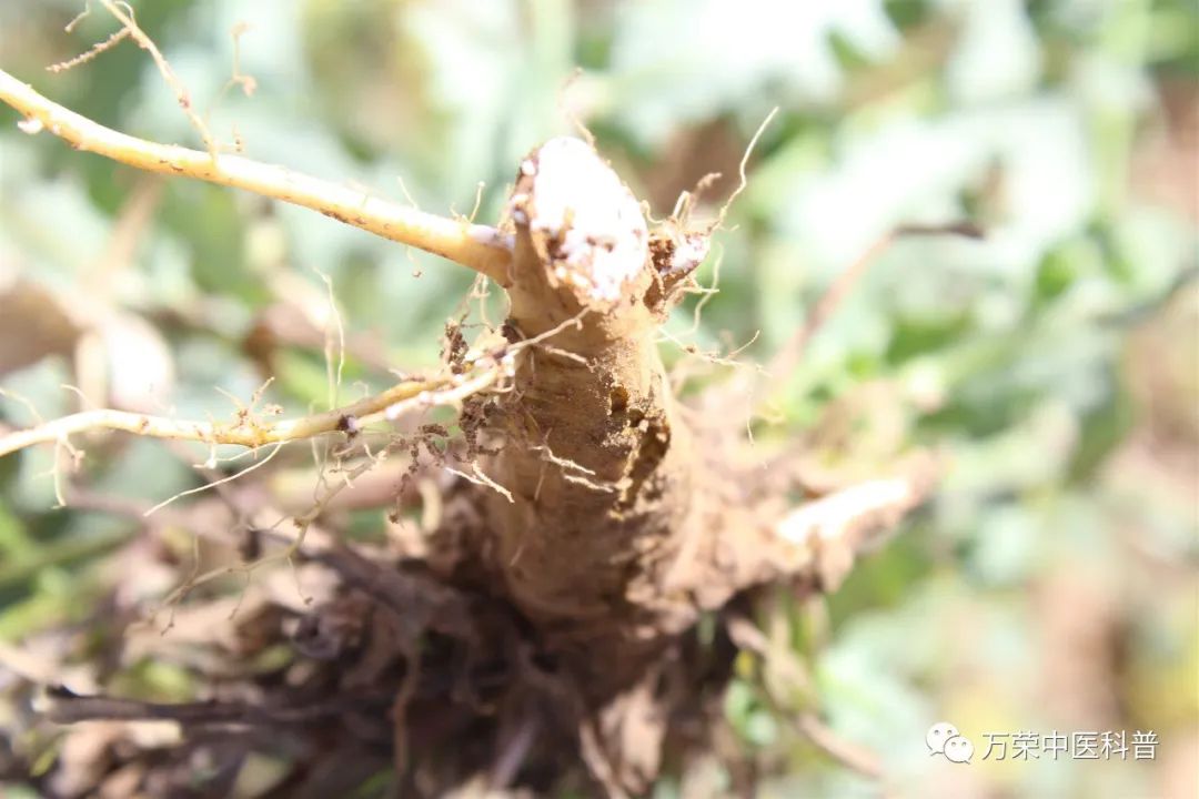 植物幼苗的发展过程详细,植物的幼苗在生长过程中