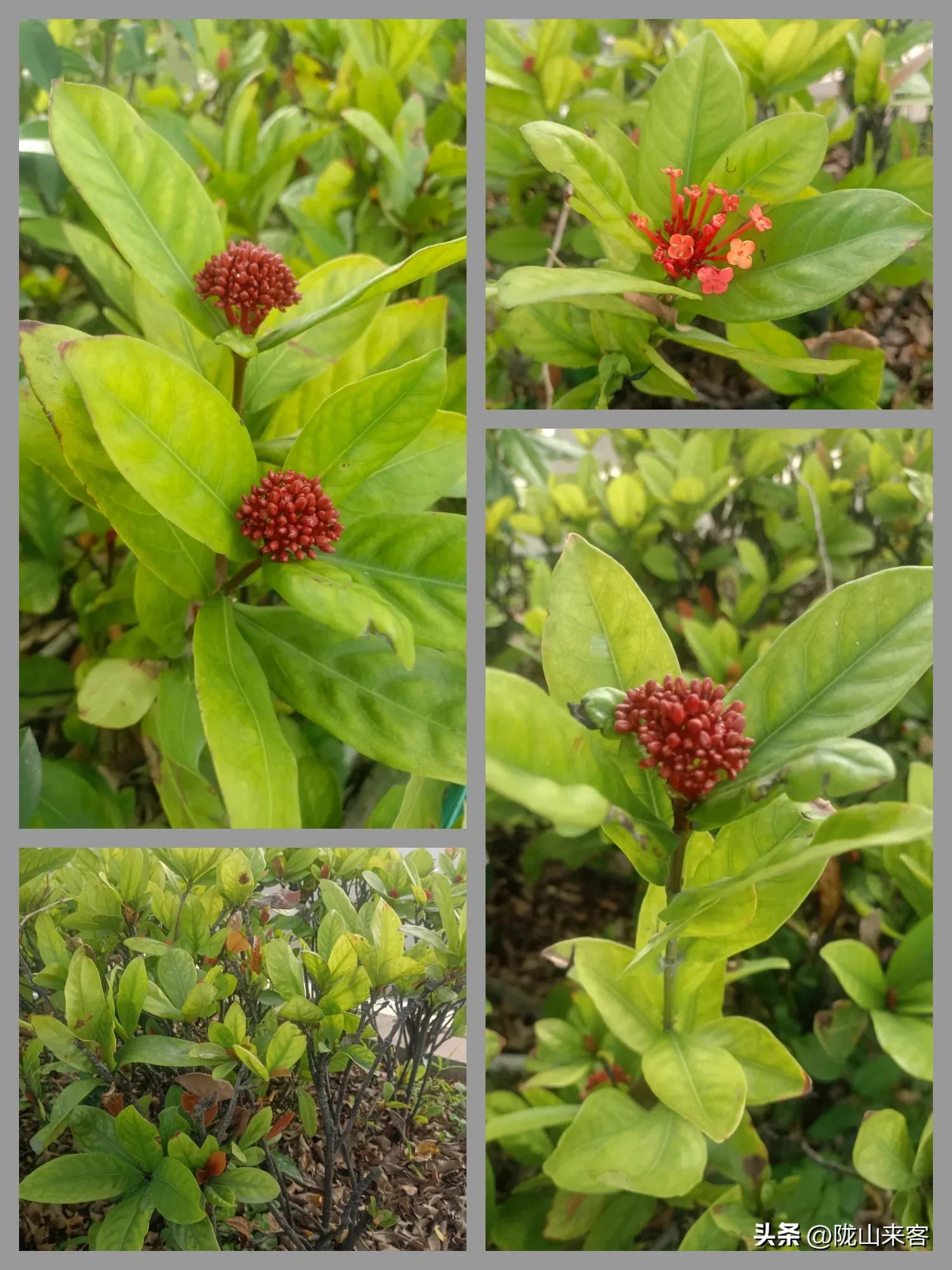 看图识花卉查询,看图识别花草树木