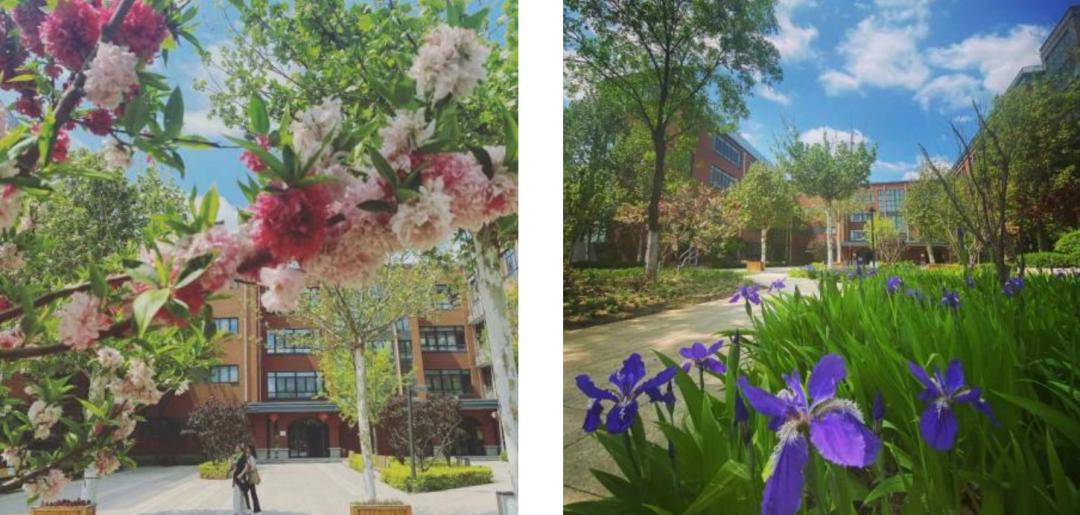 北京中学国际部：在“致中和”的健康教育生态中，成就自由生长