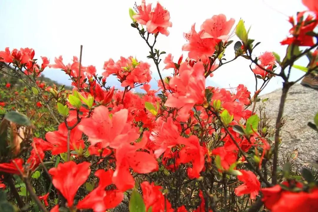 杜鹃花开杜鹃岭,杜鹃花开石窝村