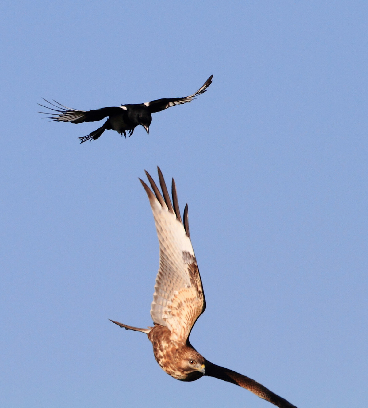 为什么老鹰敢吃喜鹊呢,喜鹊很坏为何被视为吉祥鸟