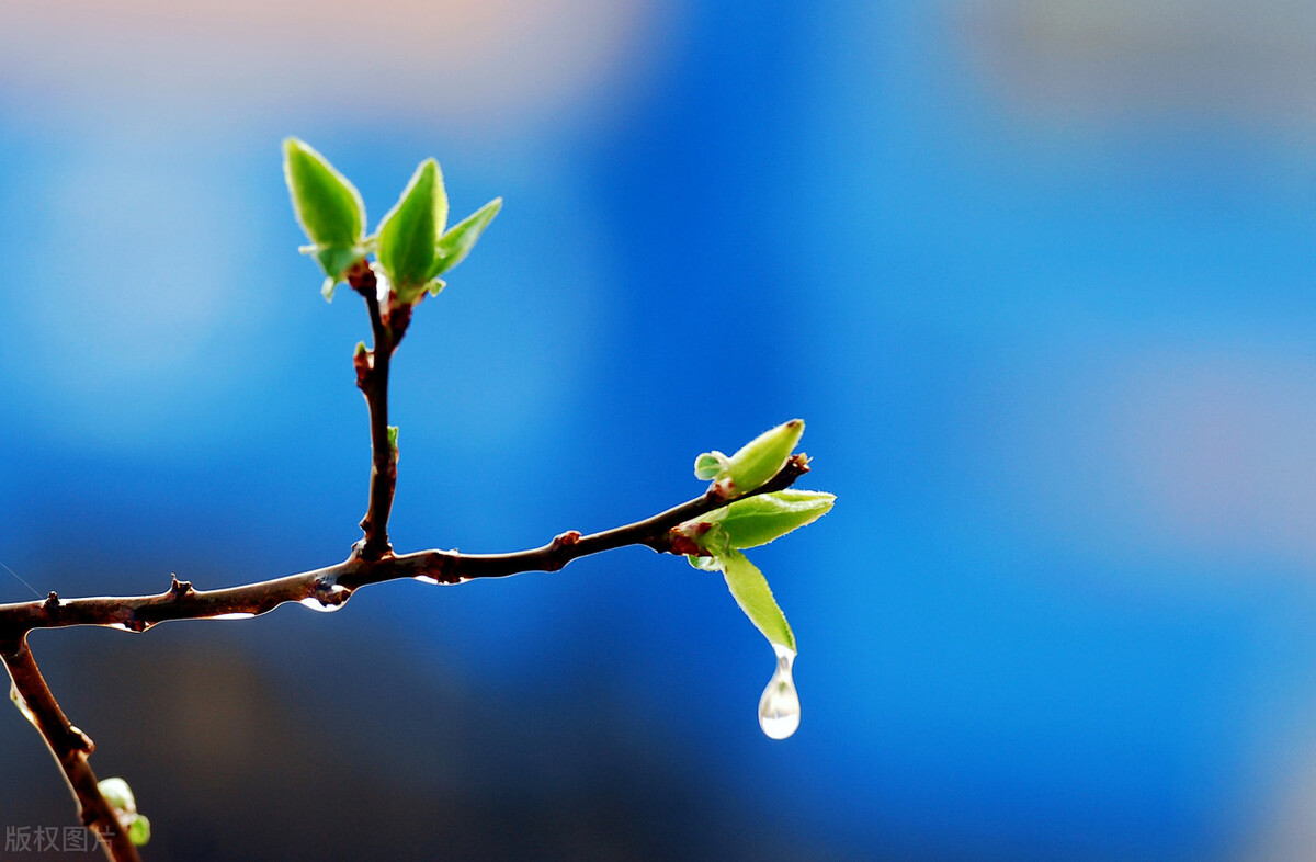 田敬文：春花，在季节的扉页上灼灼其华（散文组）