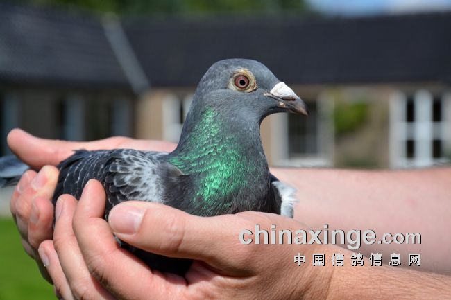 万里挑一的获奖者图片,万里挑一比赛视频