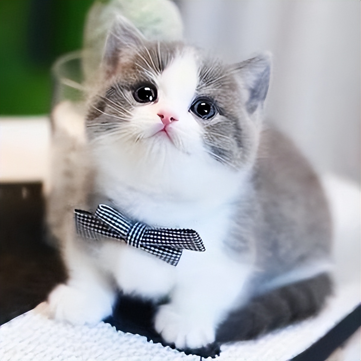 新手养猫养一只还是两只好,新手养猫可以又可爱又好养