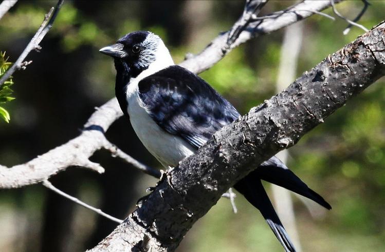 50张最佳鸟类摄影作品,鸟儿大全大图