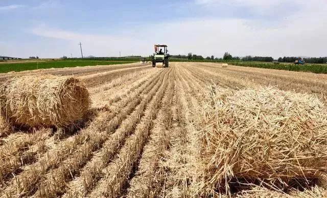 锯末不腐熟可以种植吗,锯末种菜的危害