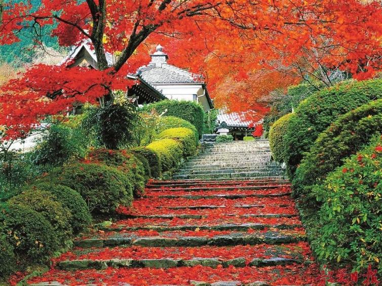 黄石市哪个地方看红叶最好,黄石附近夜景游玩景点推荐