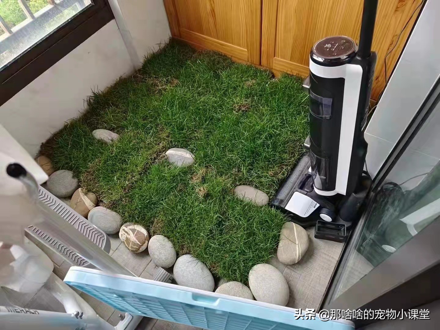 怎么教狗狗不在家里大小便,如何教狗狗不在室内上厕所