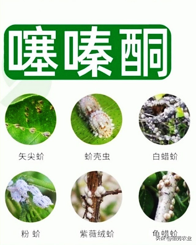 高效低毒杀虫剂蚧壳虫,蚧壳灵专用速效杀虫剂