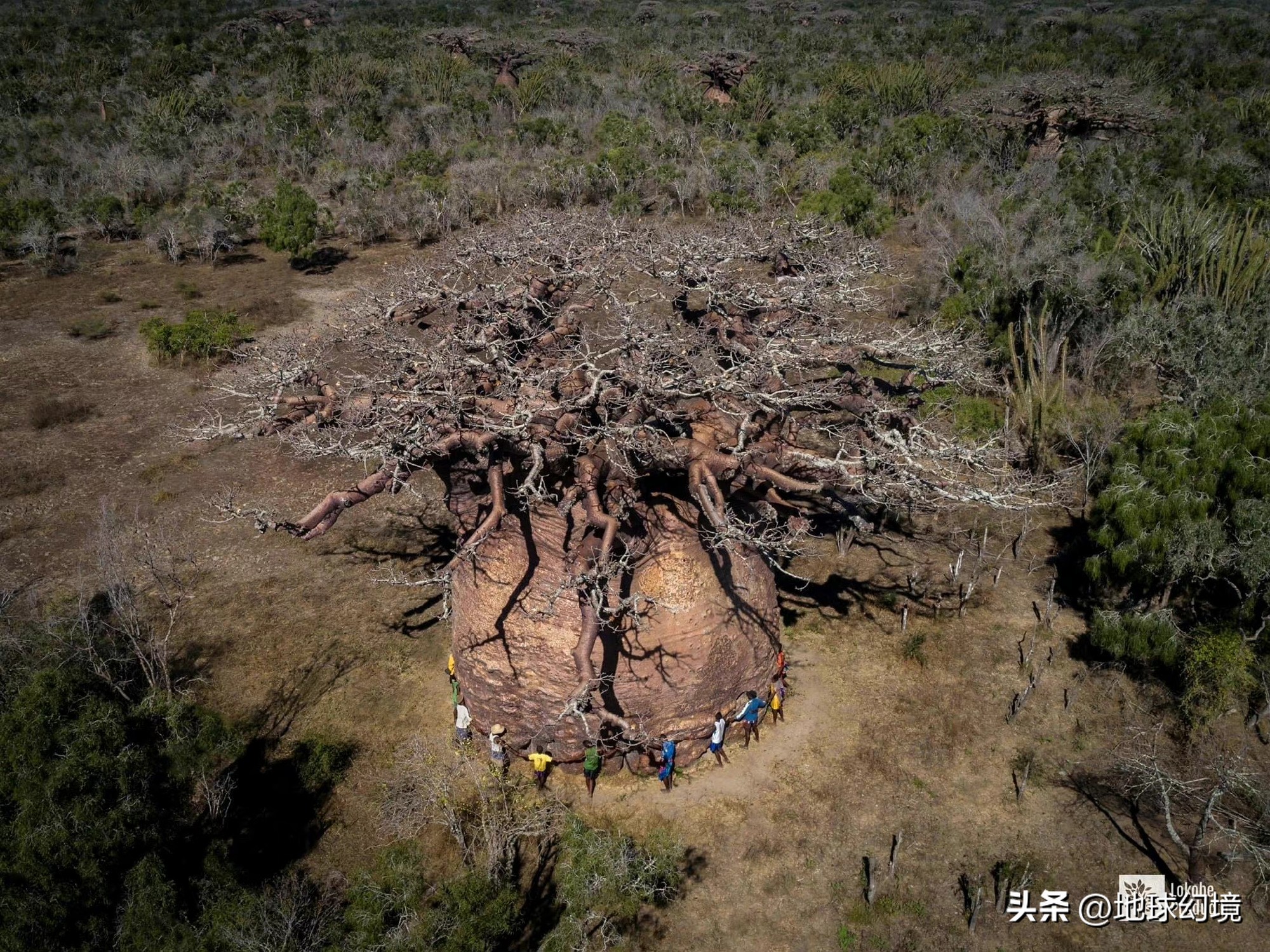 35张悲惨动物照：悲惨小象被捕兽夹弄断鼻子，章鱼被塞进西瓜做菜