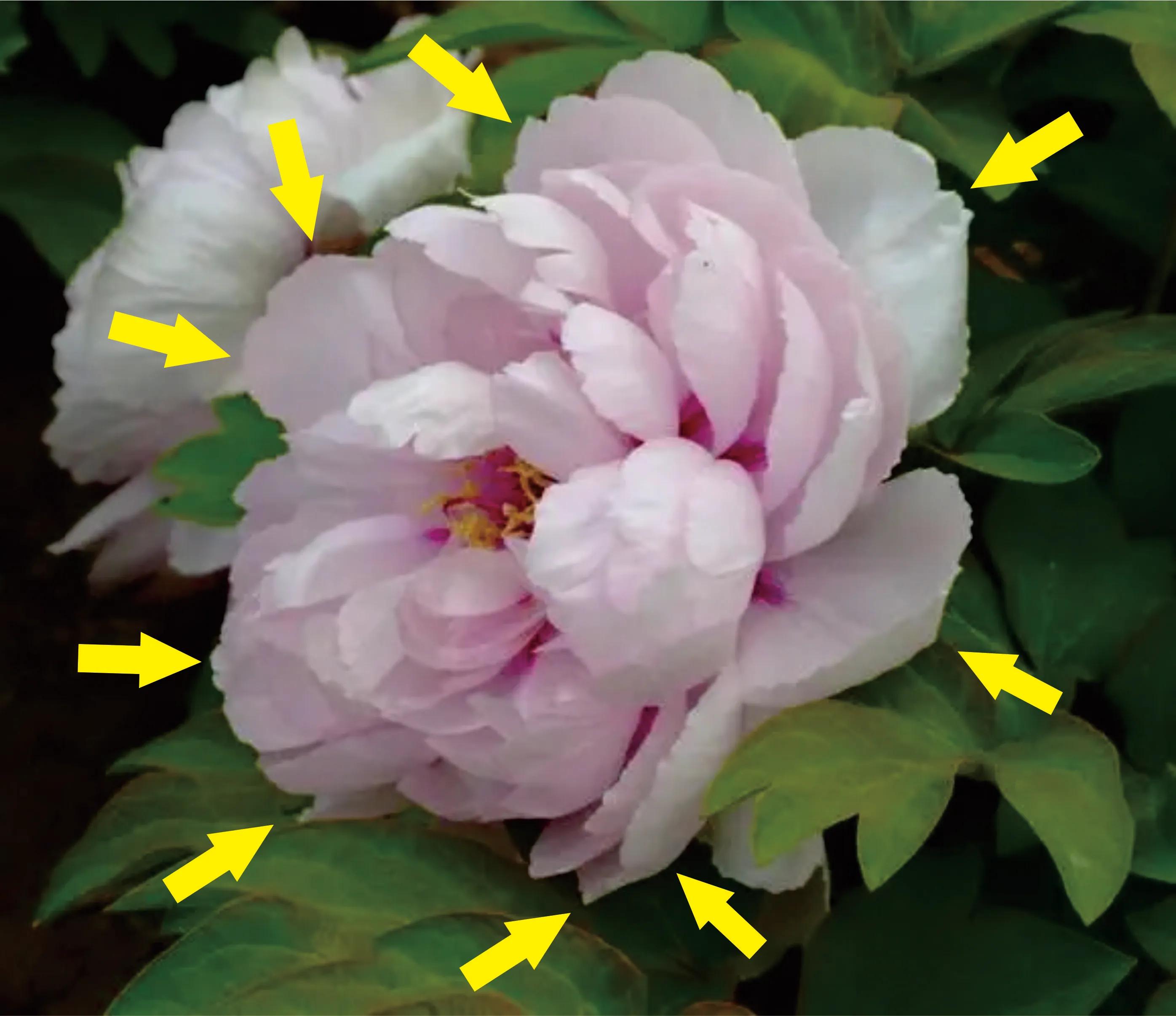 画怎样准确造型,画侧面的两种方法