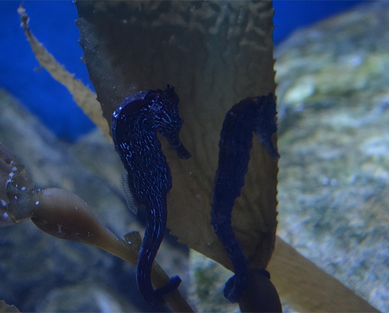 玩的就是心跳香港海洋公园,香港海洋公园经典