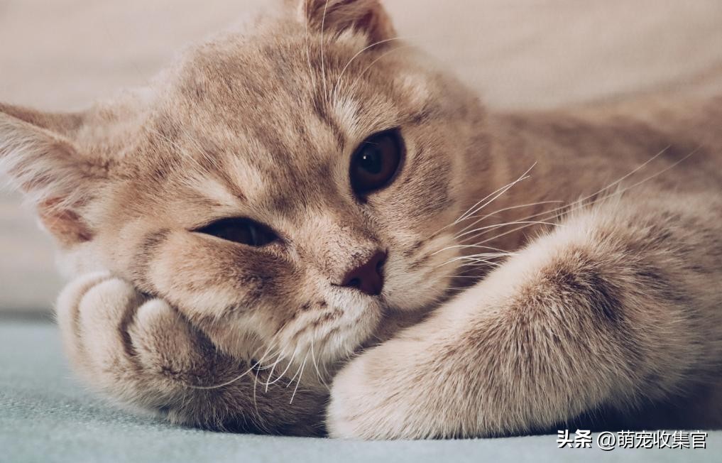 猫咪多少度算发烧?它自己会自愈吗?揭开猫咪的体温之谜!