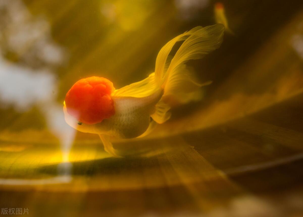 鹤顶红金鱼饲养方法及喂量,鹤顶红金鱼饲养技巧