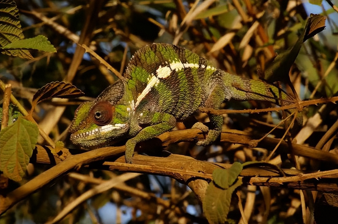最著名的十大动物“*子骗**”排行榜