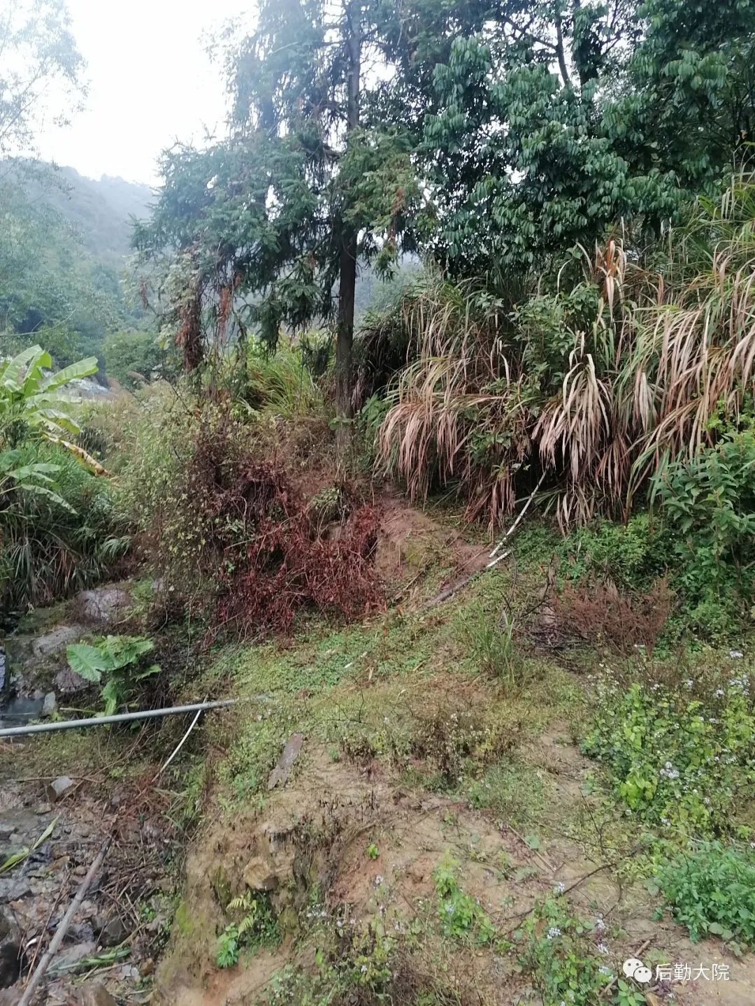 知青点的村支书叫“依派”