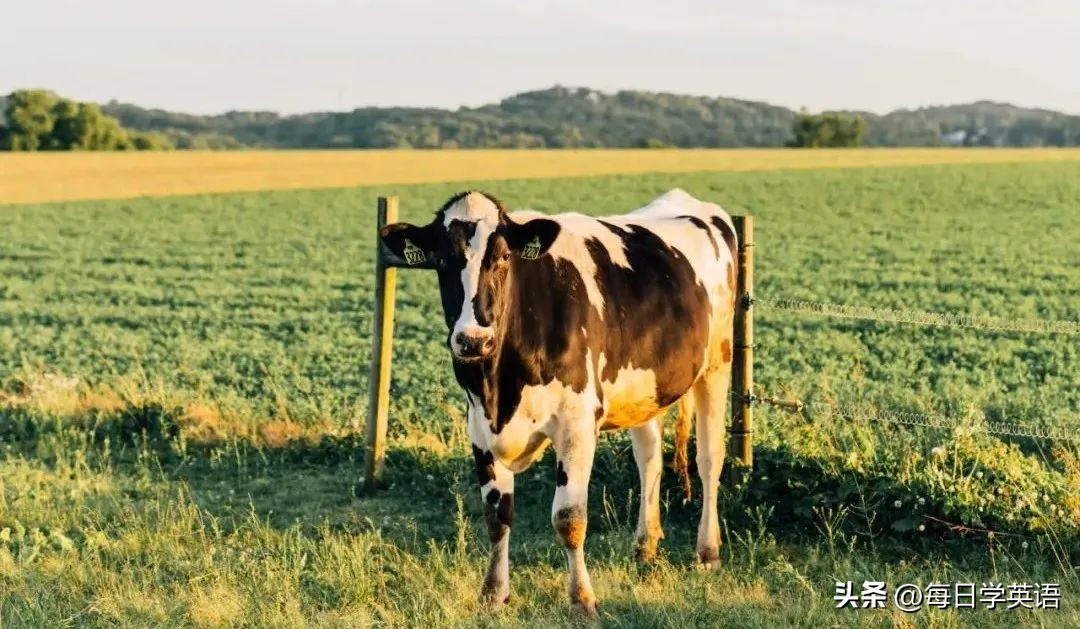 husband也是老公的意思吗,husband是什么意思呢