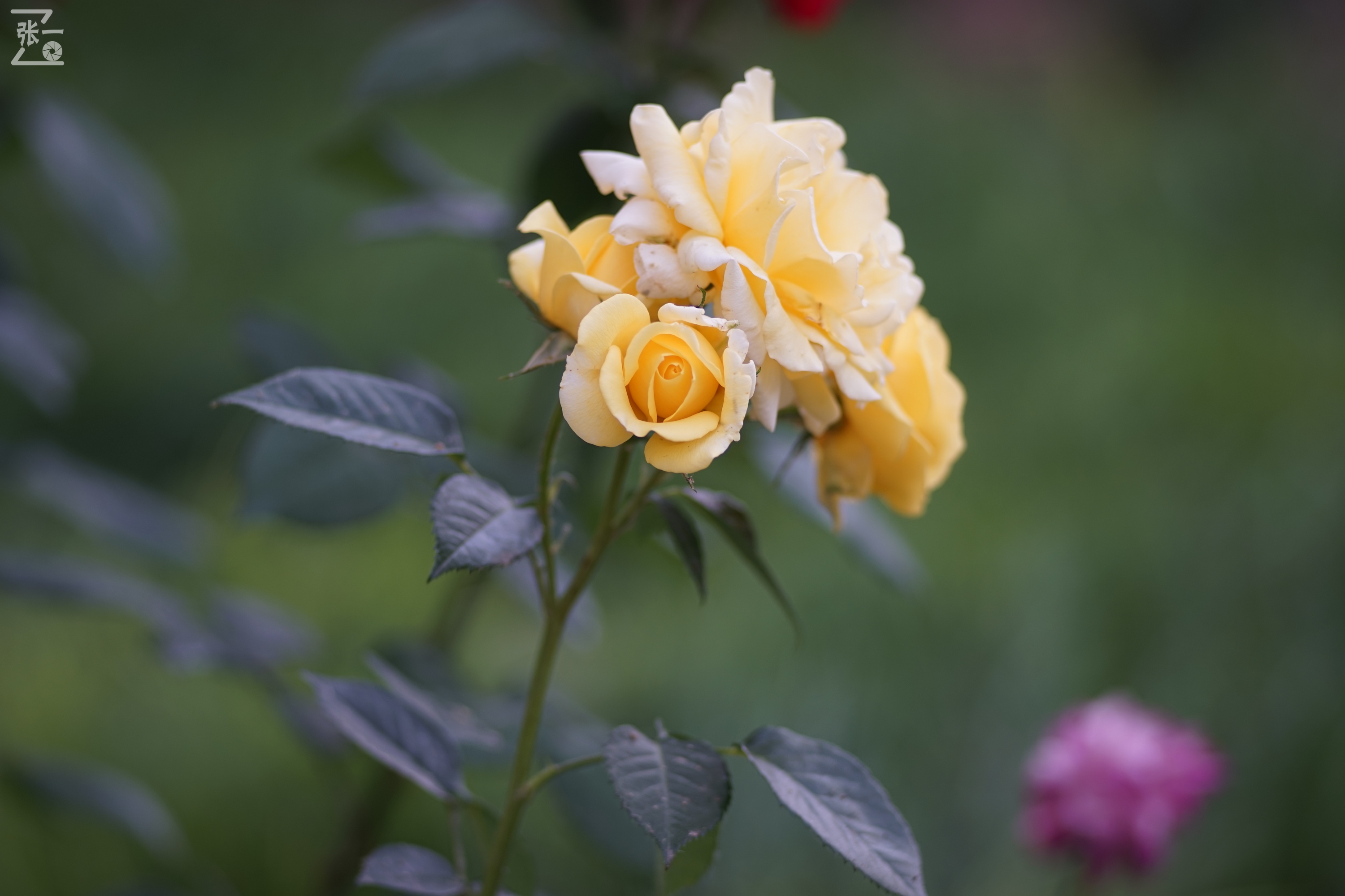 蔡司sonnar50毫米,蔡司sonnar镜头生产年份