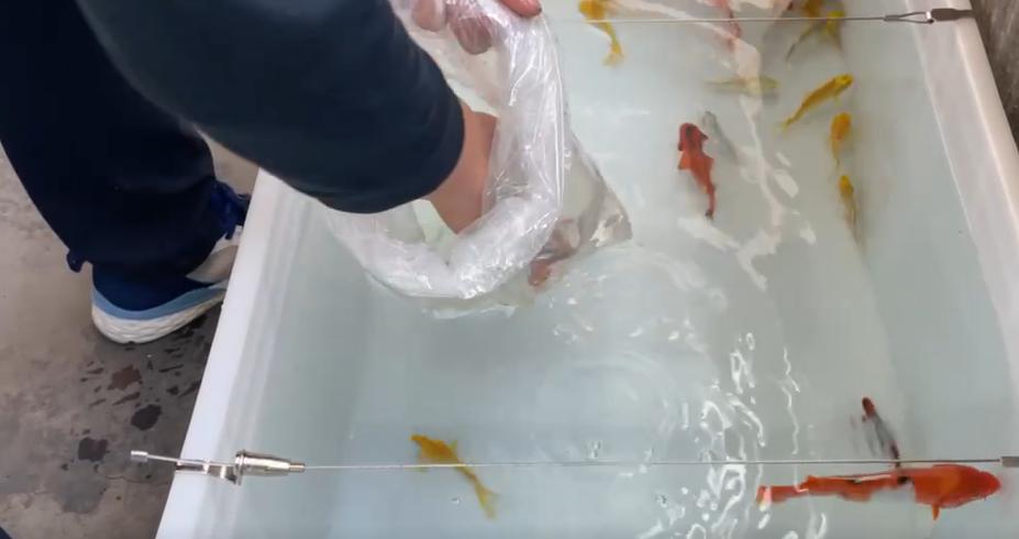 金龙鱼锦鲤的饲养方法视频,新手养鱼怎么把锦鲤鱼养好